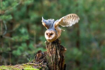 Hunting Barn Owl in nice morning light. Wildlife scene from wild nature. Flying bird above the meadow, United Kingdom.