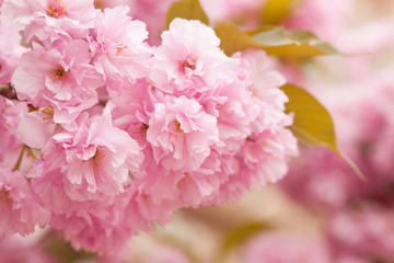 Close up of beautiful pink sakura flowers in the morning. Cherry blossom
