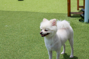 Happy puppies in a private playground