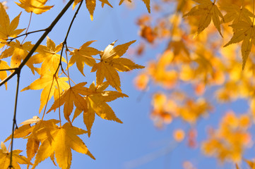 Japan autumn park in the morning.Maple tree in autumn.Yellow and orange tree leaves on sunny fall day.Tokyo Japan ,