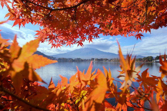 Japan autumn park in the morning.Maple tree in autumn.Yellow and orange tree leaves on sunny fall day.Tokyo Japan ,
