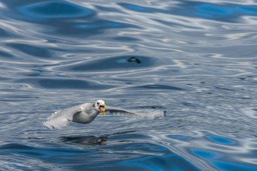 Seagulls on Iceland eating Fish