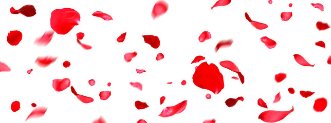 Flying fresh red rose petals on white background - obrazy, fototapety, plakaty