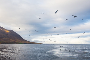 Naklejka na ściany i meble Seagulls on Iceland eating Fish