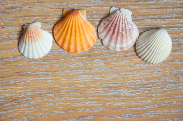 sea shell on a light background.