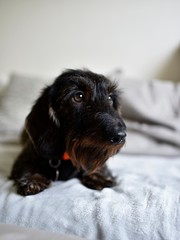 dachshund lies on gray sofa in living room