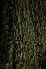Eichenrinde Closeup