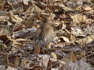 A bird in the forest 
