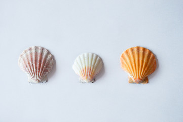 sea shell on a light background.