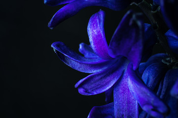 Purple hyacinth flowers close-up. Contrast light, dark background, macro. The concept of a holiday, celebration, women's day, spring. Background natural bright image, suitable for banner, postcard.