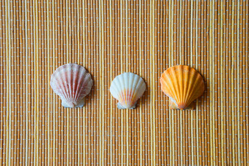 sea shell on a light background.
