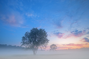 Summer landscape at dawn of Al Sabo Meadow in fog and with silhouetted trees, Michigan, USA
