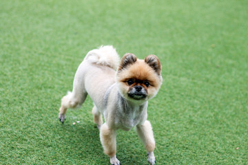 Happy puppies in a private playground