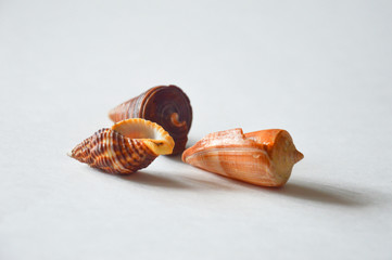 sea shell on a light background.