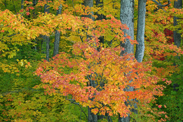 Autumn landscape of woods with maples, Hiawatha National Forest, Michigan's Upper Peninsula, USA