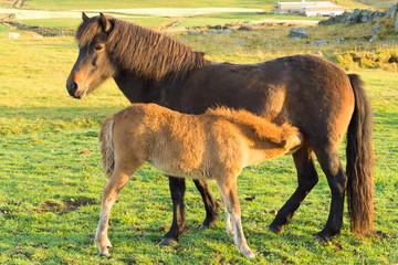 Mare and foal in Icelandic farm
