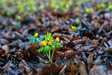 yellow flower in the forest