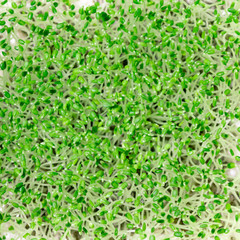 chia seedlings green microgreen close up