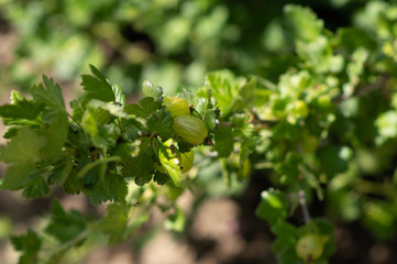 gooseberry berries on a branch of a gooseberry bush on a sunny day selective focus