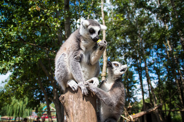 Lemur catta ou Maqui catta