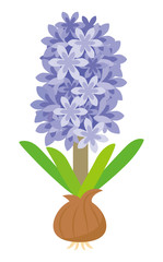 ヒヤシンスの素材