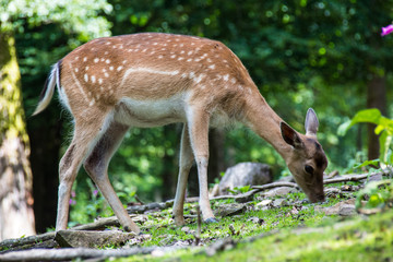 Daim dans la forêt ardennaise