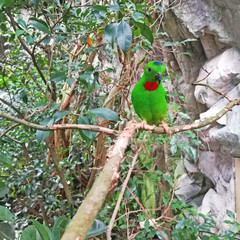 parrot on a branch