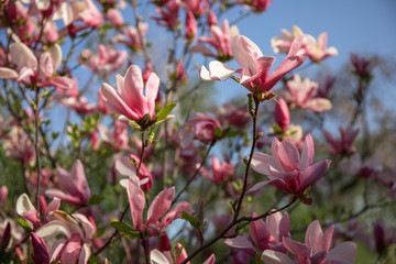 Fototapeta na wymiar White and pink Magnolia blossoms against blue sky