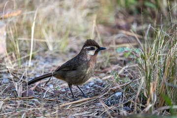 White-browed Laughingthrush