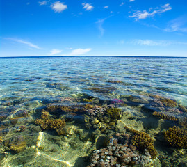 Coral reef of the Red Sea