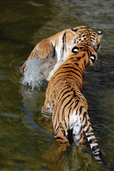 Tigers play in the water