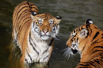 Fototapeta na wymiar Tigers play in the water
