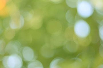 Beautiful Background Green Olive Bokeh