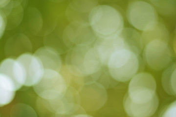 Obraz premium Background Green Olive Bokeh