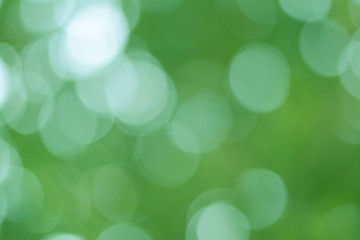 Obraz premium Background Green Olive Bokeh
