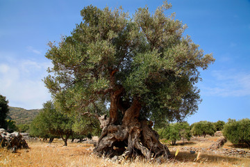 Olivenbaum (Olea europaea) alter Baum, Insel Kreta, Griechenland, Europa