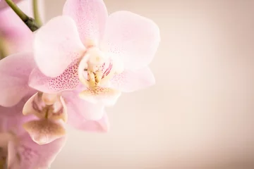 Fototapeten Orchideenblüten in rosa pink mit Freiraum © Gisela