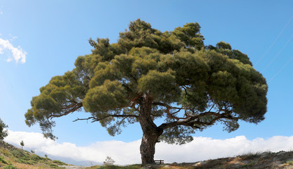 Mittelmeer-Kiefer (Pinus brutia) alter Baum auf Hügel, Insel Kreta, Griechenland, Panorama