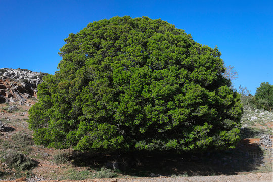 Steineiche (Quercus ilex) alter Baum, Insel Kreta, Griechenland, Europa 