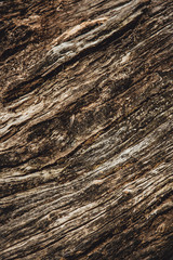 Close up of a dead tree trunk bark texture