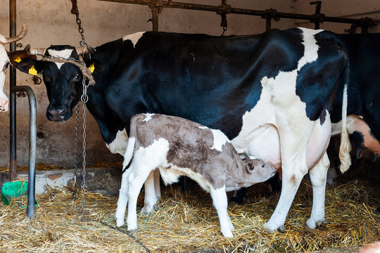White-brown calf drinking milk in the cowshed