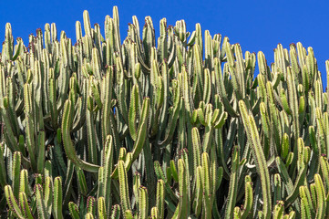 Cacti covering most of the image against blue sky