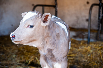 White-brown calf standing in the cowshed