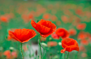 poppy flowers under blue sky and sunlight