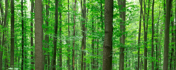 Fototapeta premium Forest trees. nature green wood sunlight backgrounds