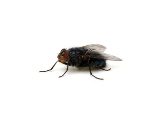 Fototapeta na wymiar fly on a white background