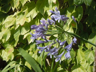 Una bella flor violeta