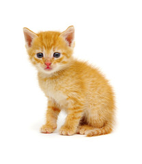 Little beautiful funny kitten on white