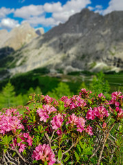 Flowering Rhododendron (Hairy Alpenrose, Rhododendron hirsutum) on the Alpine Meadow, Italy, Dolomites.