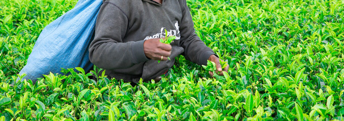 Female tea picker in tea plantation 